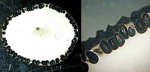 Xylaria Polymorpha Figure 3